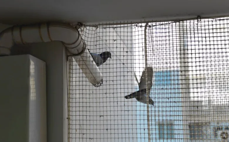 Dvě holuby létají u ochranné sítě na balkóně.