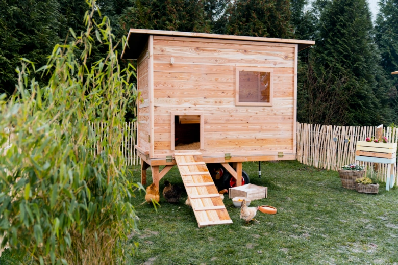 Chicken coop with chickens