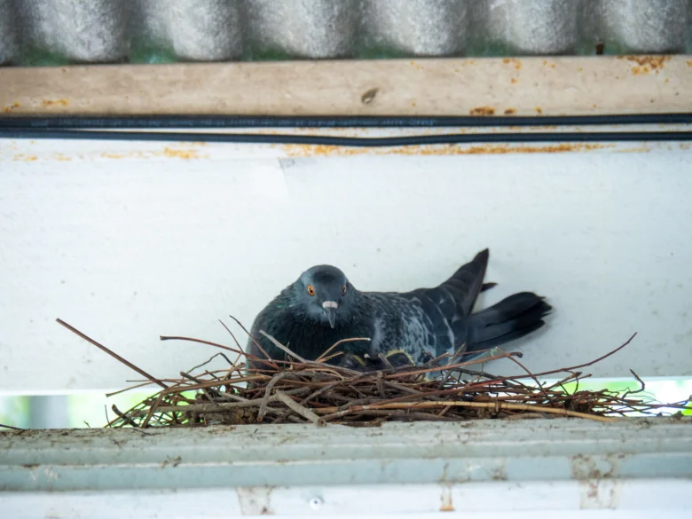 Pigeon in nest on balcony
