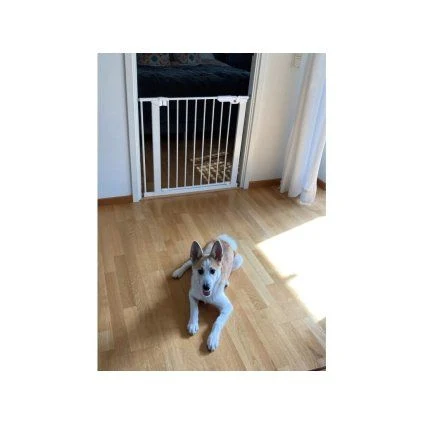 Dog with baby gate